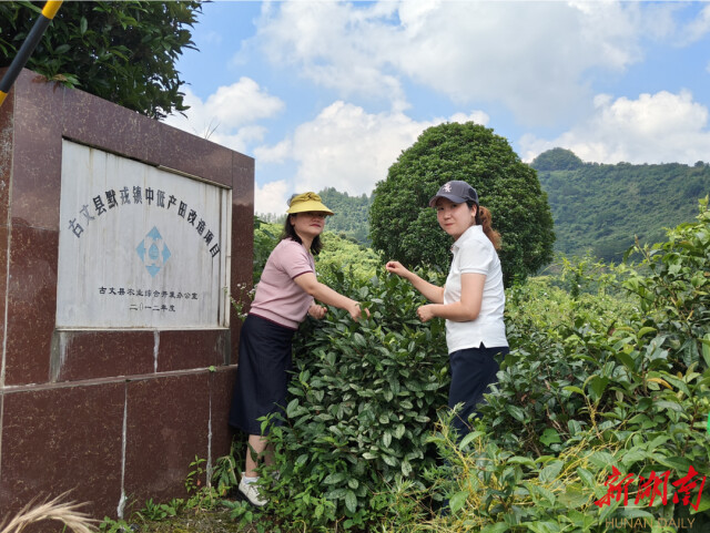 知识下乡 文化赋能 助力乡村振兴丨十大老牌网堵网址社会学系新建“古丈茶文化田野规划教育实习基地”